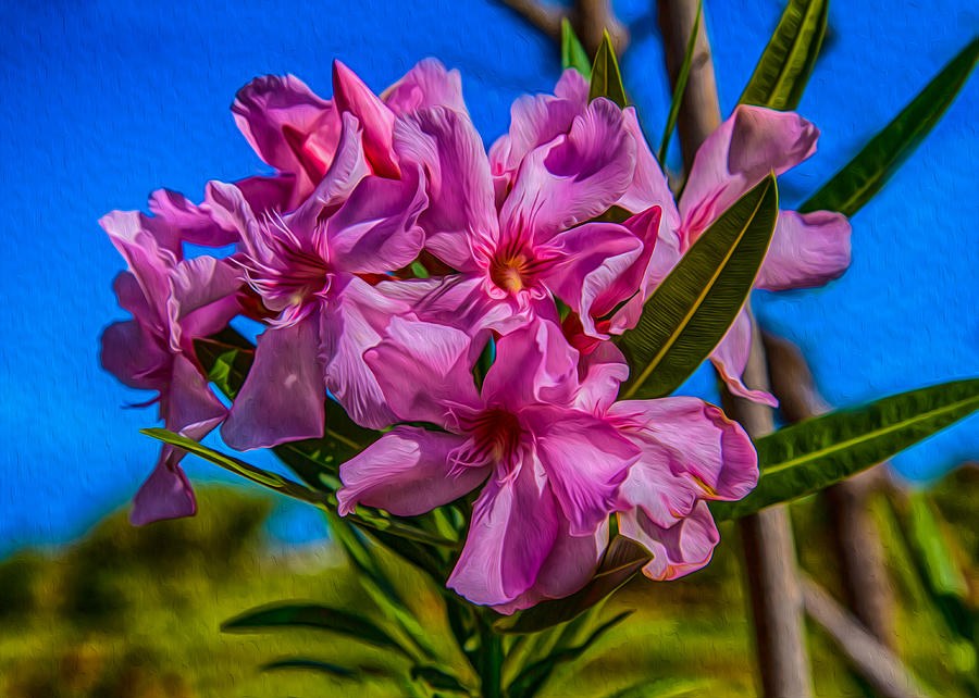 Hot Pink Hibiscus by Omaste Witkowski