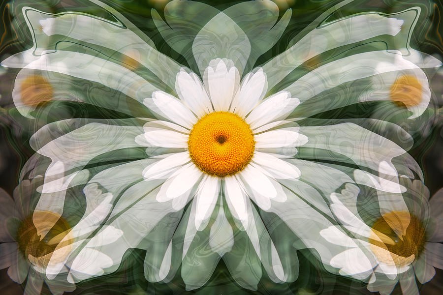 Interdimensional Daisies by Omaste Witkowski