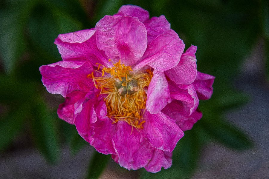 Ruffle and Ember - Magenta Flower Close-Up by Omaste Witkowski