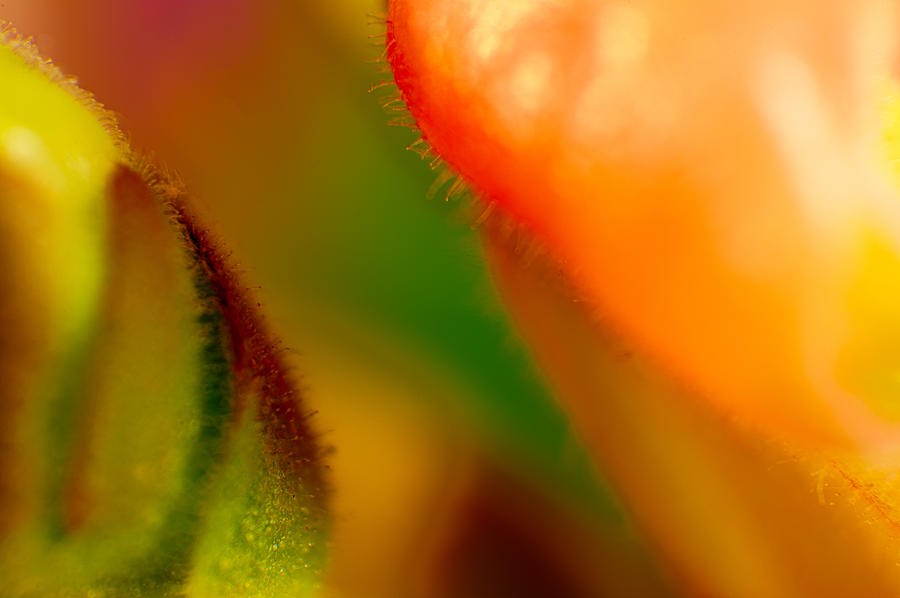 Kissing Petals by Omaste Witkowski