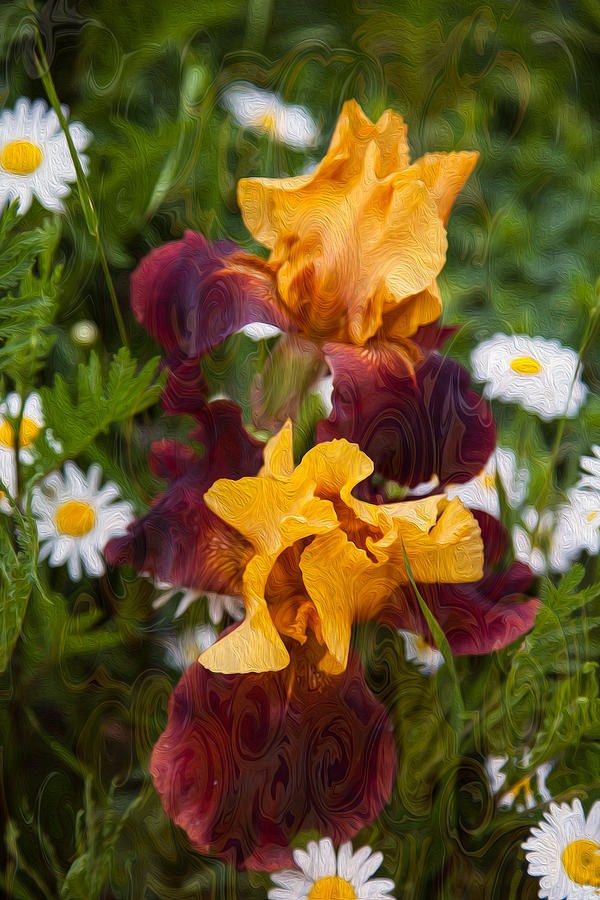 Iris Whirl, Gold and Burgundy Irises by Omaste Witkowski