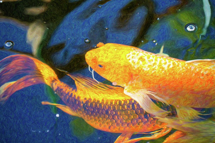 Koi Pond Fish - Free Love - by Omaste Witkowski by Omaste Witkowski