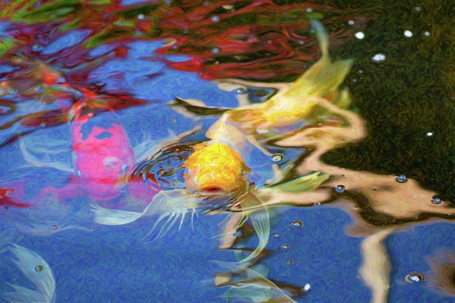 Koi Pond Fish - Friendly Enemies - by Omaste Witkowski by Omaste Witkowski