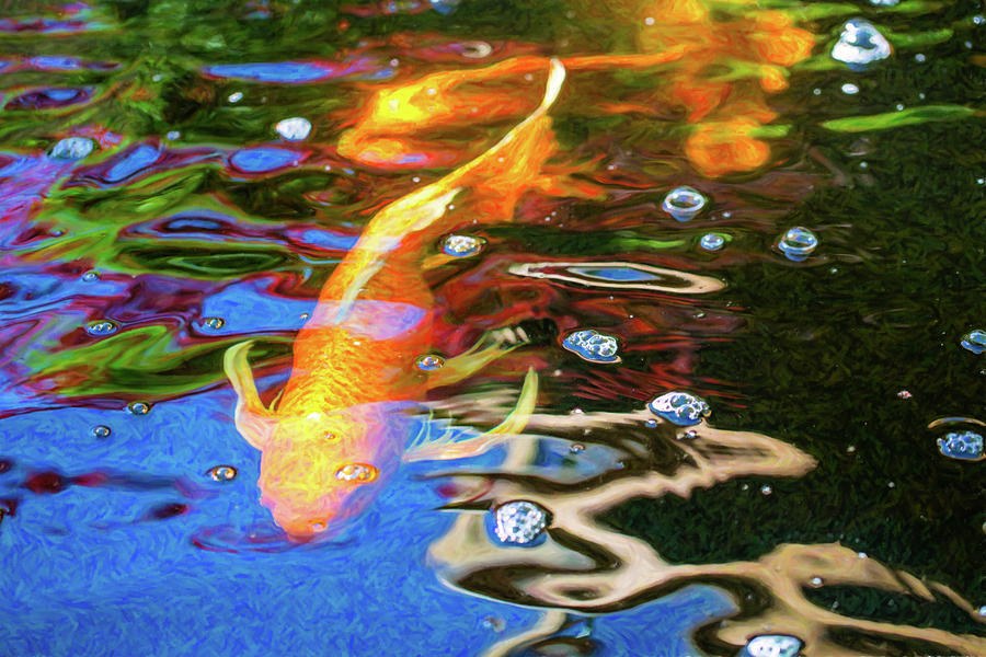 Koi Pond Fish - Golden Abstracts - by Omaste Witkowski by Omaste Witkowski
