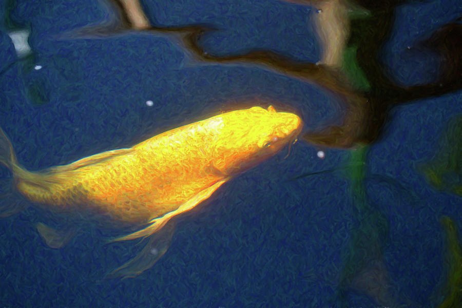 Koi Pond Fish - Golden Desires - by Omaste Witkowski by Omaste Witkowski