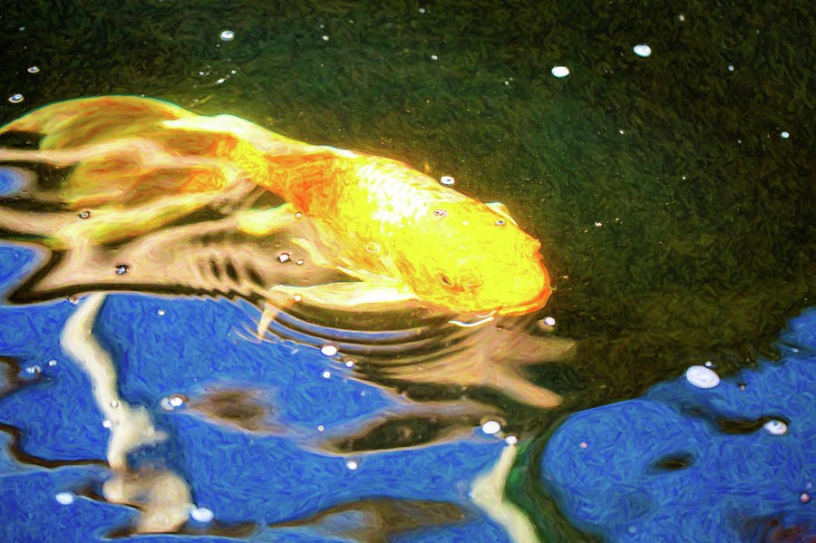 Koi Pond Fish - Golden Dreaming - by Omaste Witkowski by Omaste Witkowski