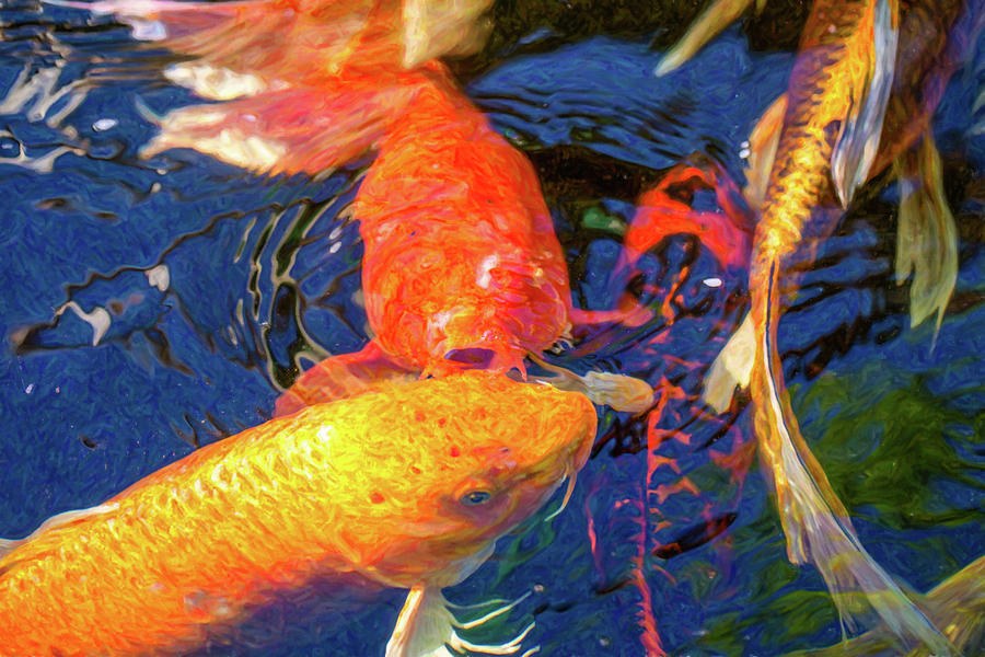 Koi Pond Fish - Kissing Sunshine - by Omaste Witkowski by Omaste Witkowski