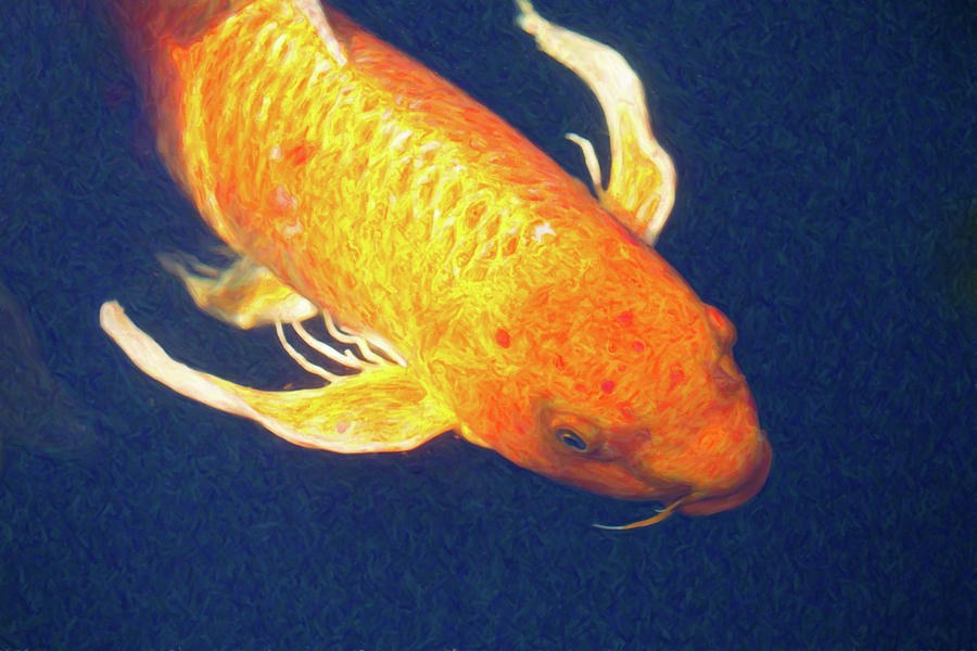 Koi Pond Fish - Liquid Delight - by Omaste Witkowski by Omaste Witkowski