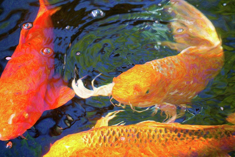 Koi Pond Fish - Making Room - by Omaste Witkowski by Omaste Witkowski