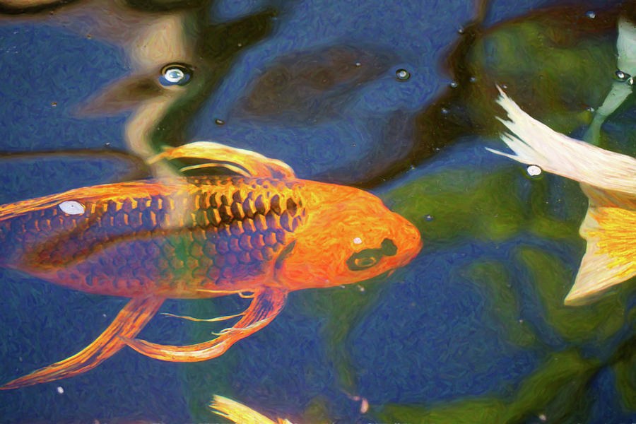 Koi Pond Fish - Picasso's Pets - by Omaste Witkowski by Omaste Witkowski