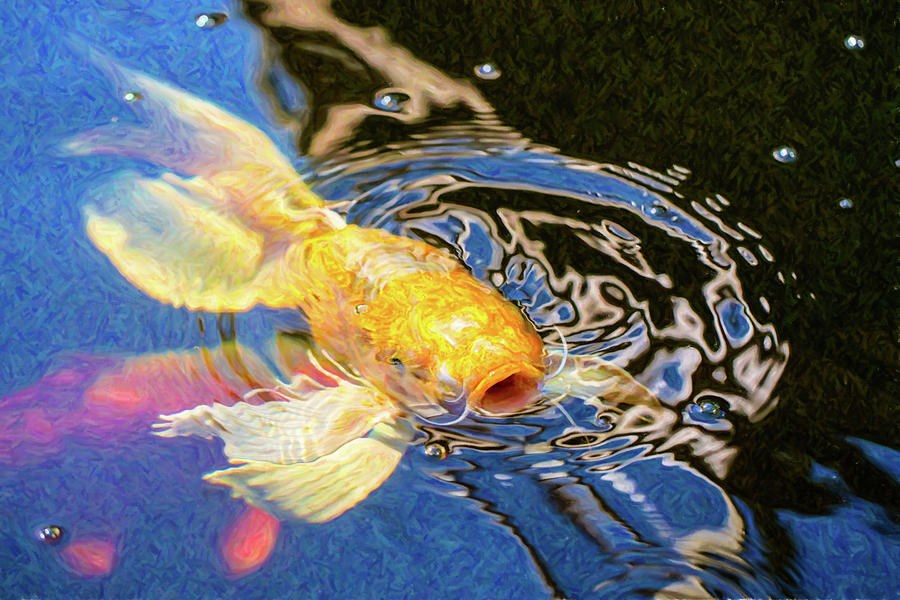 Koi Pond Fish - Pretty Pucker - by Omaste Witkowski by Omaste Witkowski