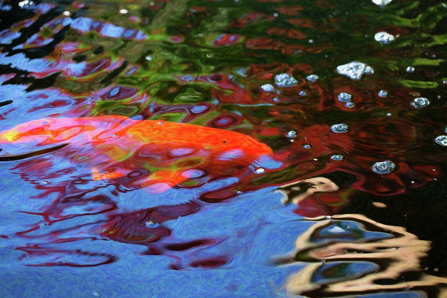 Koi Pond Fish - Random Pleasures - by Omaste Witkowski by Omaste Witkowski