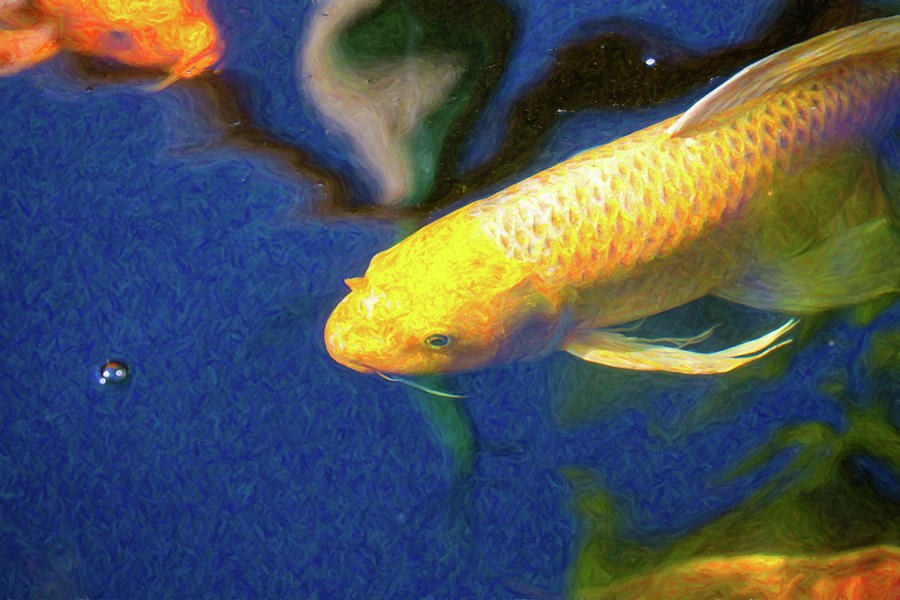 Koi Pond Fish - Taking Aim - by Omaste Witkowski by Omaste Witkowski