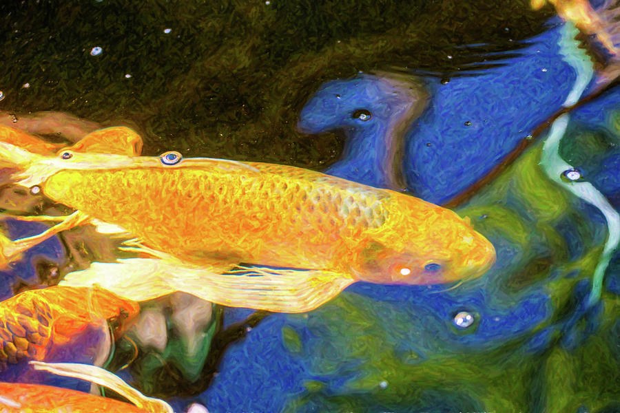 Koi Pond Fish - Winning Moves - by Omaste Witkowski by Omaste Witkowski