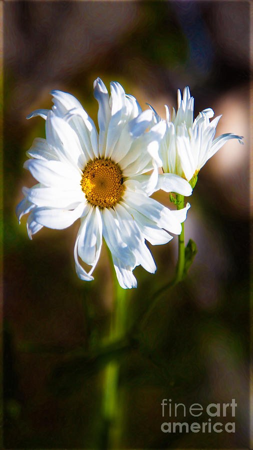 Lady In Waiting Abstract Garden Art by Omaste Witkowski by Omaste Witkowski