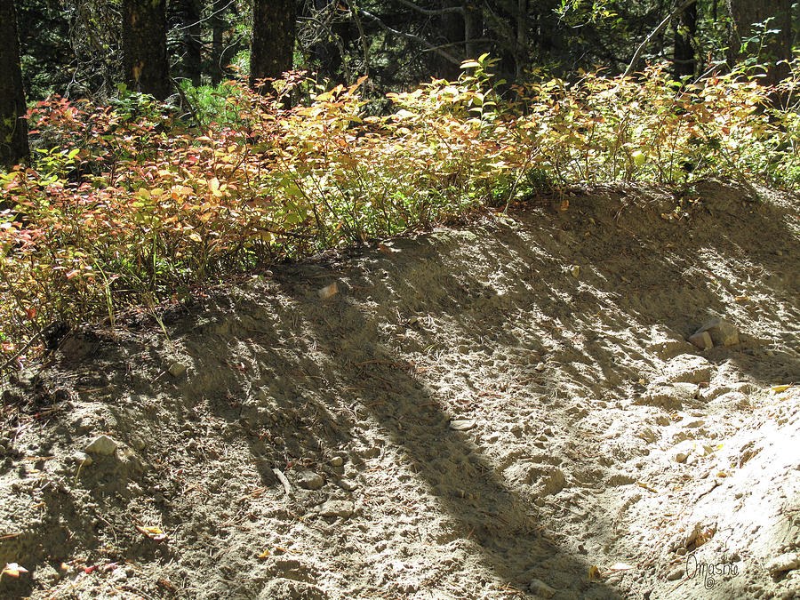 Late Summer Trails in Twisp and the North Cascades Mountains by Omashte by Omaste Witkowski