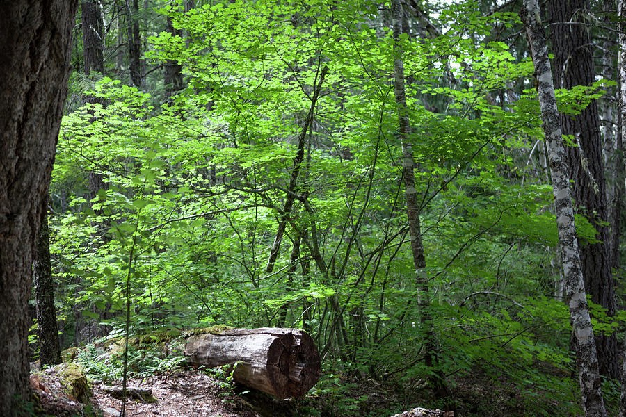 Lighting Up My World Forest Photography by Omashte by Omaste Witkowski