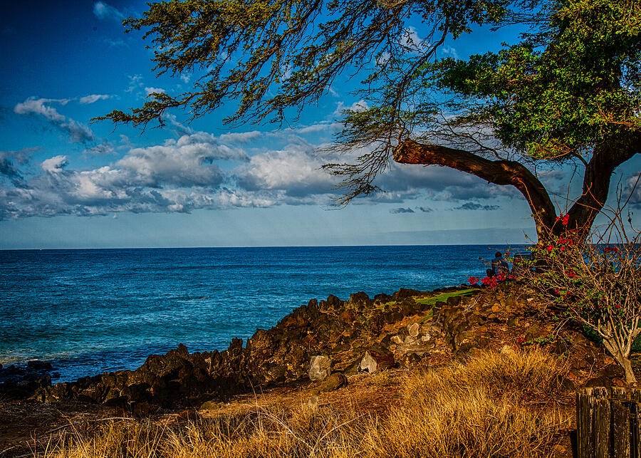Quiet Seat Beneath the Windswept Tree, Coastal Landscape by Omaste Witkowski