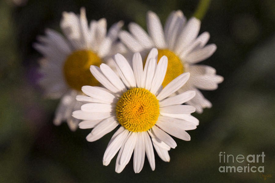 Love Triangle Methow Valley Flowers by Omashte by Omaste Witkowski