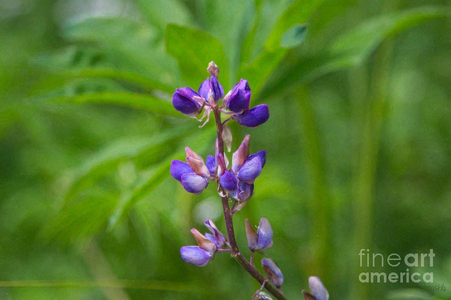 Loving Lupine Methow Valley Flowers by Omashte by Omaste Witkowski