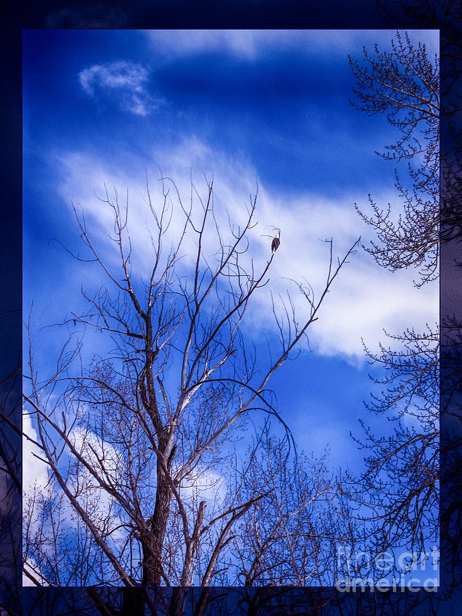 Majestic Bald Eagle in a Dramatic Sky by Omaste Witkowski