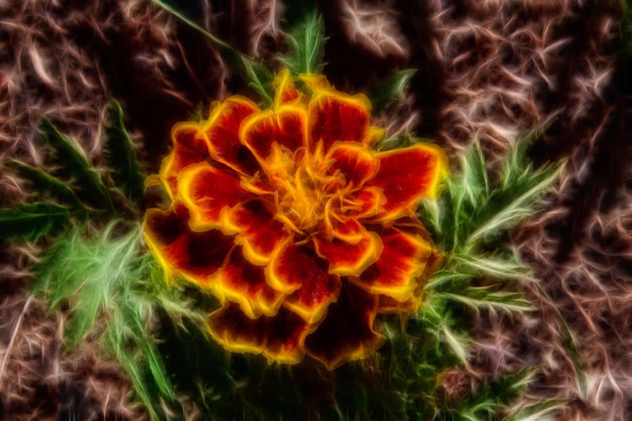 Marigold Magic by Omaste Witkowski