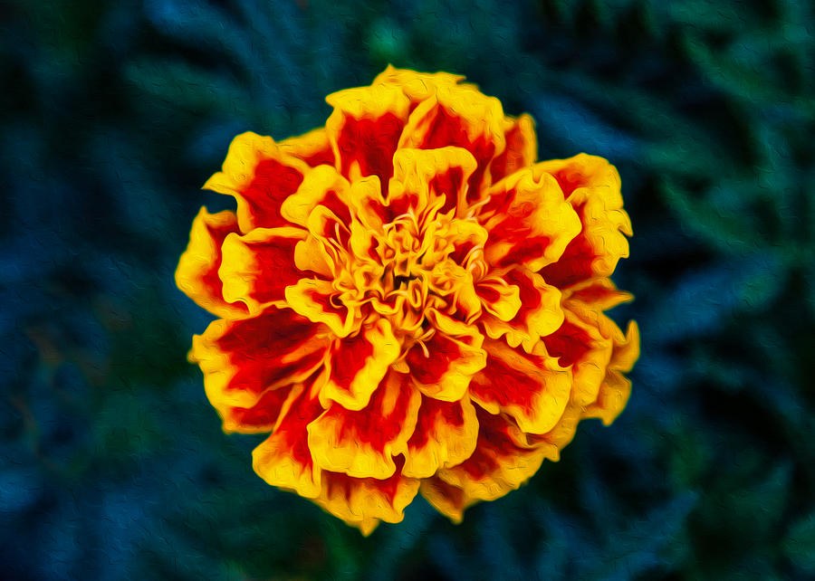 Marigolden by Omaste Witkowski