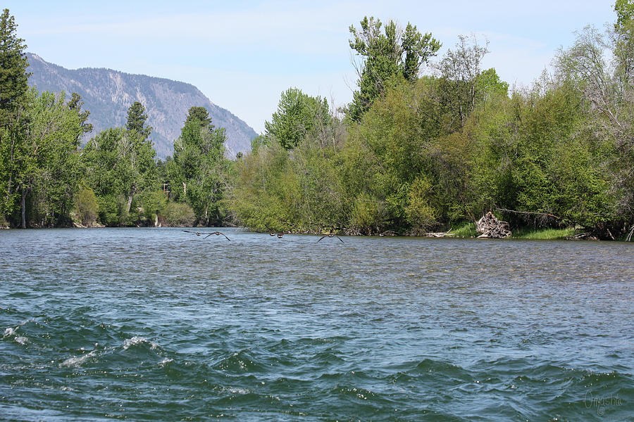 Methow River and Geese in Early Spring by Omashte by Omaste Witkowski