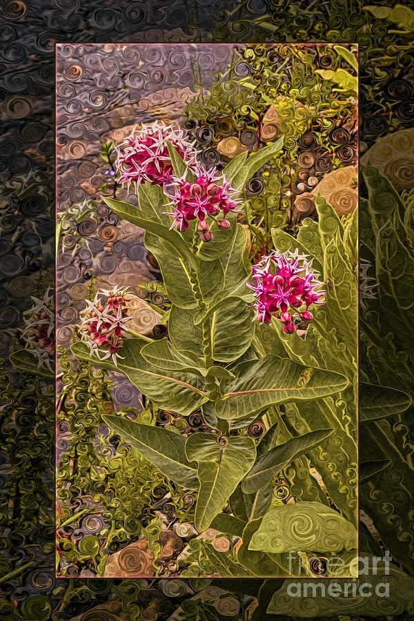Garden Whirl, Magenta Star Flowers by Omaste Witkowski