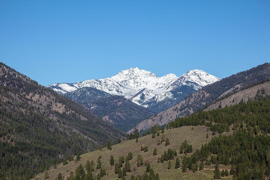 Quiet Summit, Snowy Peak Over Evergreen Ridges by Omaste Witkowski
