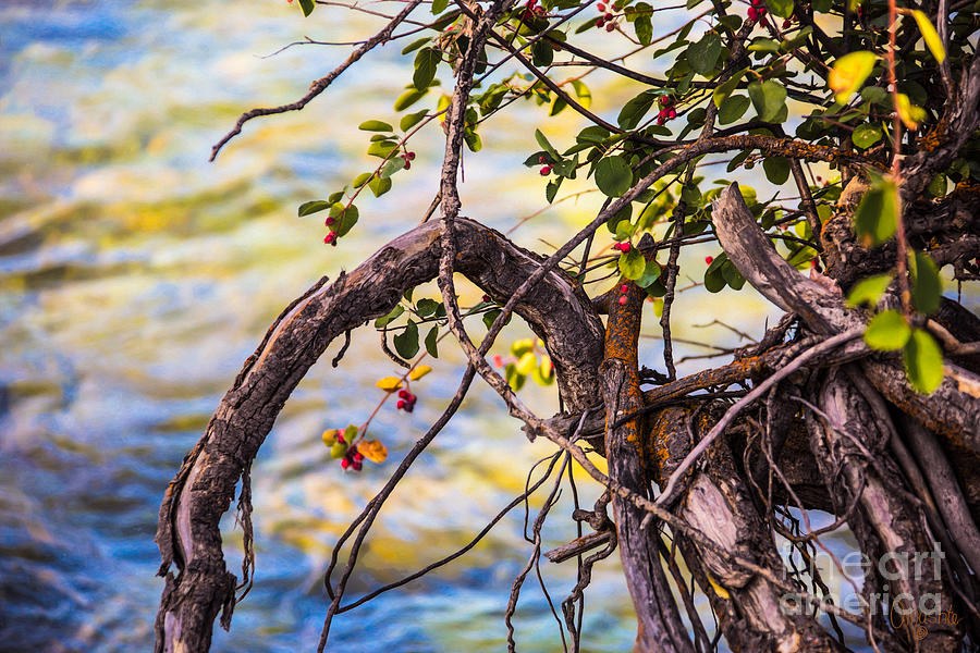 Myriad Circumstances Methow Valley Abstract by Omashte by Omaste Witkowski