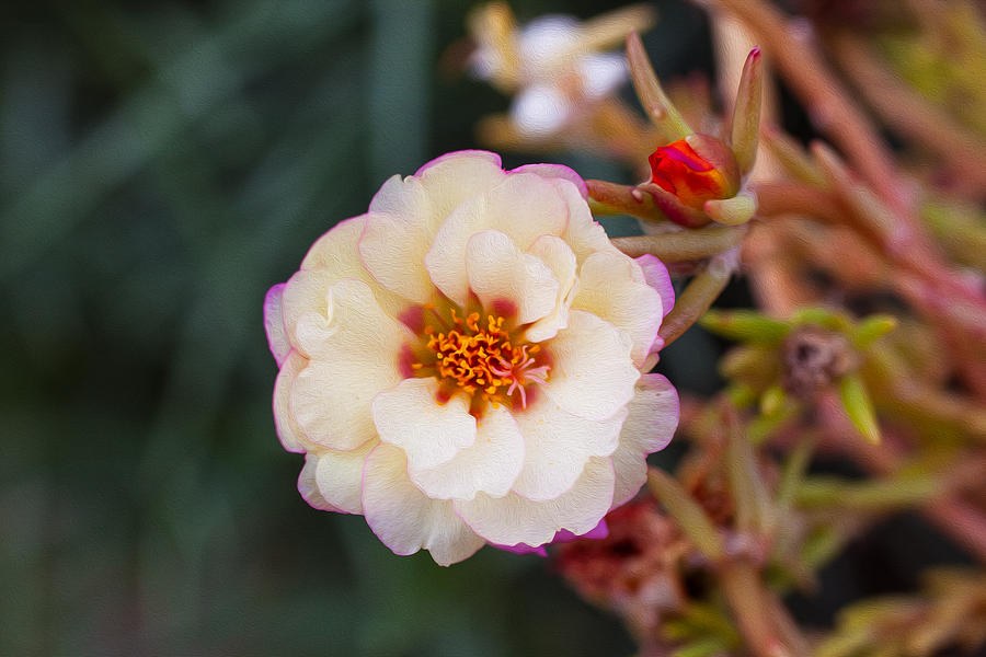 Hush of Ruffles - Cream Flower with Pink Edges by Omaste Witkowski