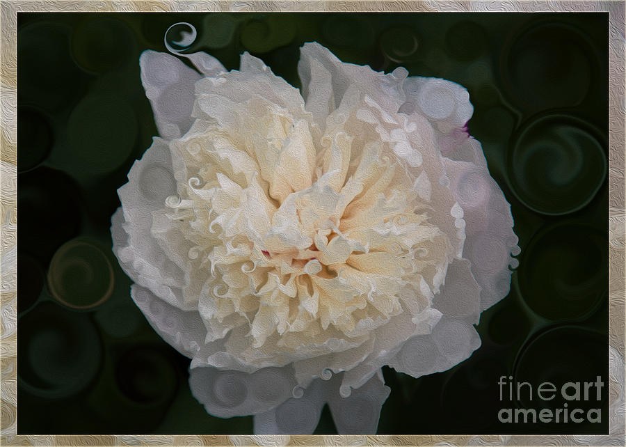 Mysterious White Peony Abstract Painting by Omaste Witkowski
