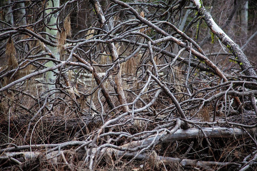 New Beginnings Await in Mazama on The Spring Trails by Omashte by Omaste Witkowski