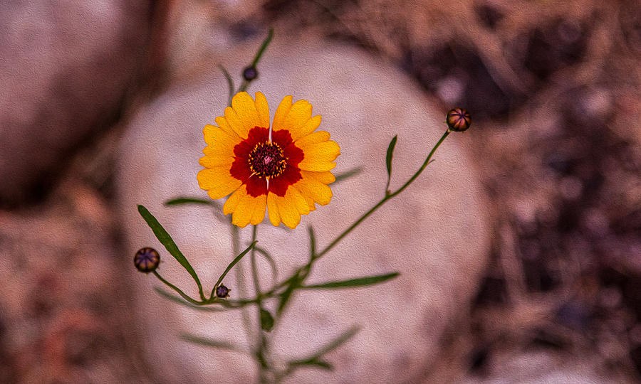 Old Fashioned Flower by Omaste Witkowski