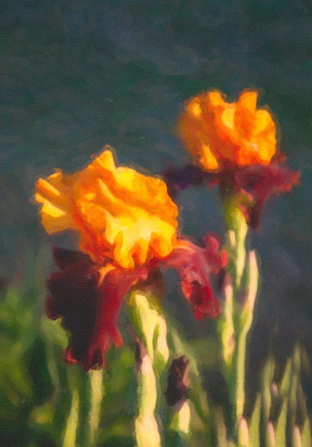 Orange Bearded Irises by Omaste Witkowski