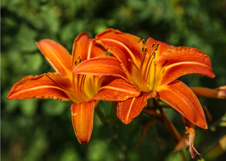 Orange Lovers by Omaste Witkowski