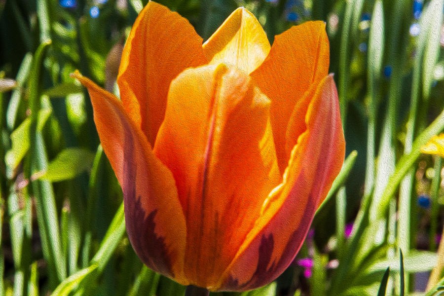 Orange Tulip by Omaste Witkowski