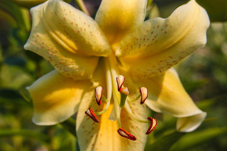 Butter Light, Yellow Lily Close-Up by Omaste Witkowski