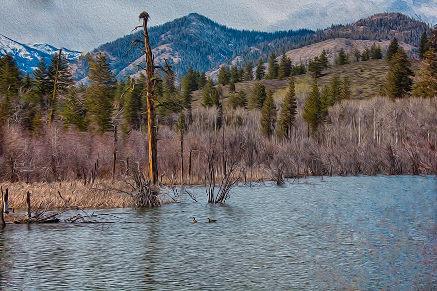 Osprey Nest in a Beaver Pond by Omaste Witkowski
