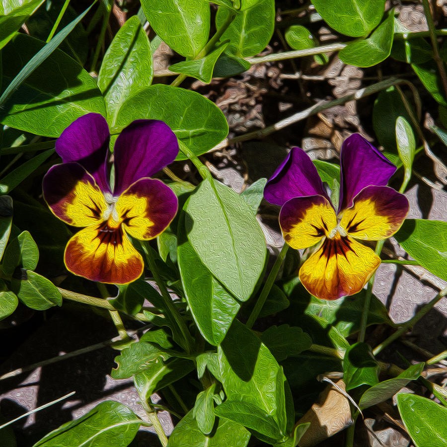Pansy Twins by Omaste Witkowski
