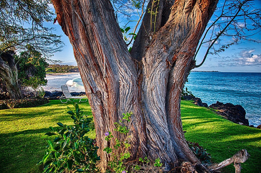 Peace Tree by Omaste Witkowski