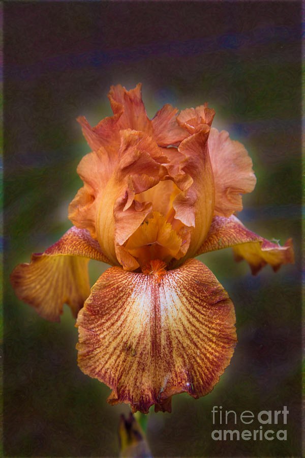 Ember Ruffles, Orange Iris Portrait by Omaste Witkowski