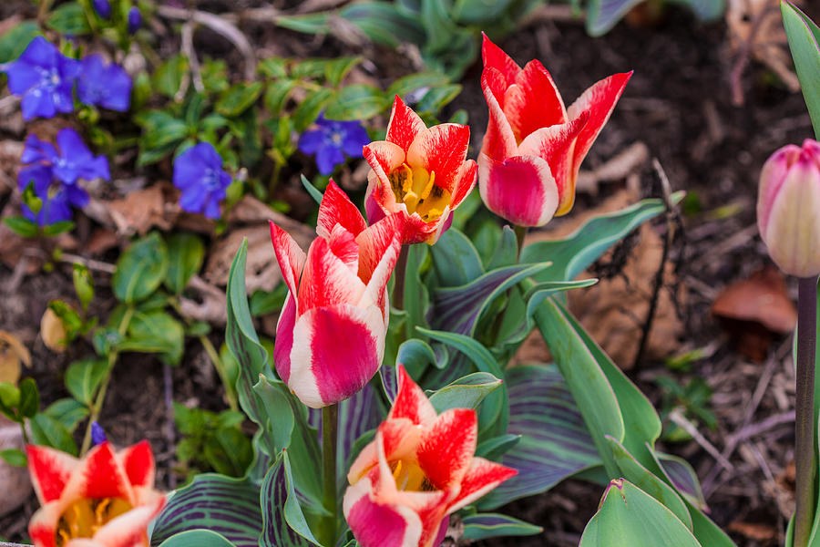 Crimson Flames, Red and White Tulips by Omaste Witkowski