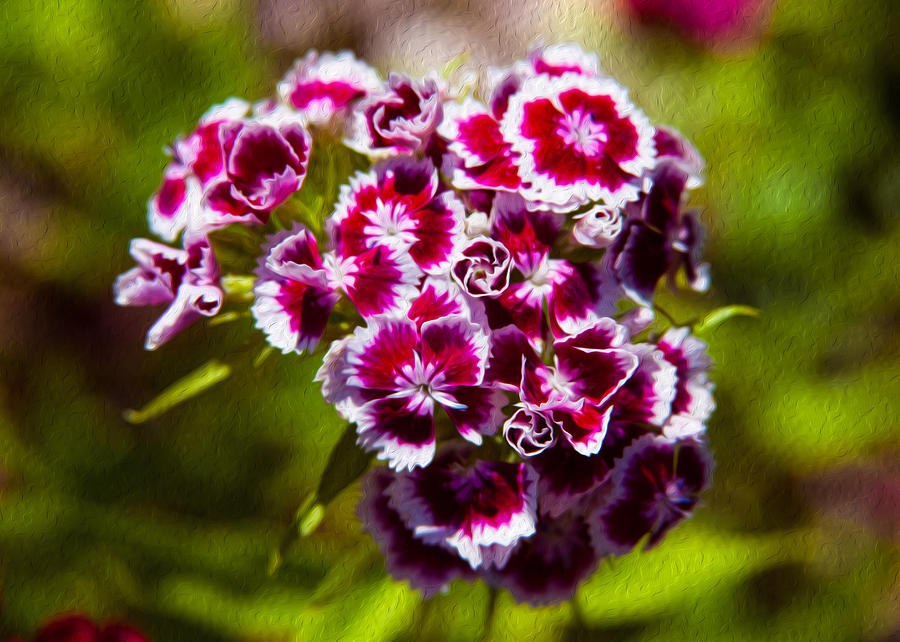 Pink and White Carnations by Omaste Witkowski
