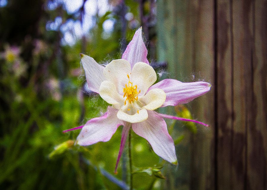 Pink and White Columbine by Omaste Witkowski
