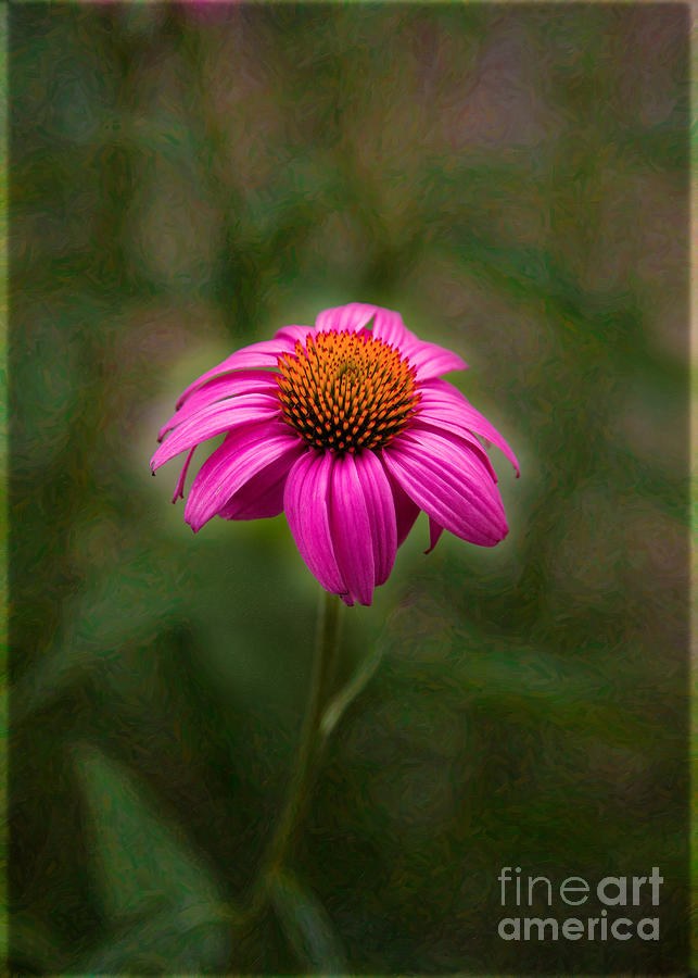 Coneflower in the Green Mist, Pink Floral Portrait by Omaste Witkowski