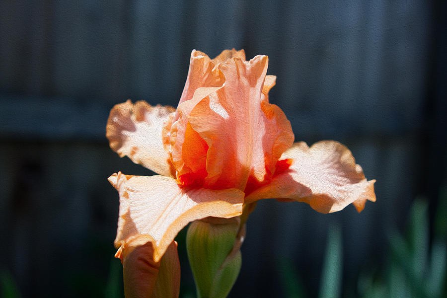 Pink Iris by Omaste Witkowski