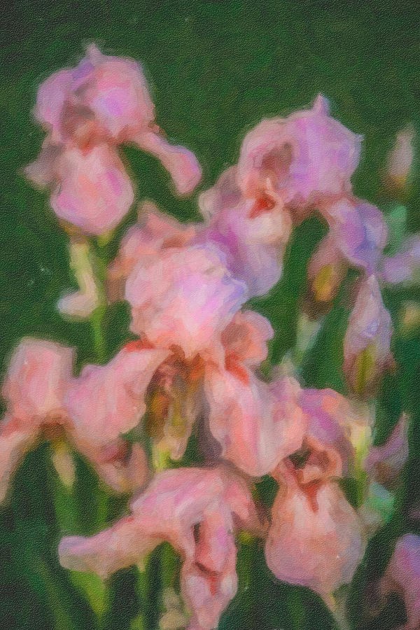 Pink Iris Family by Omaste Witkowski