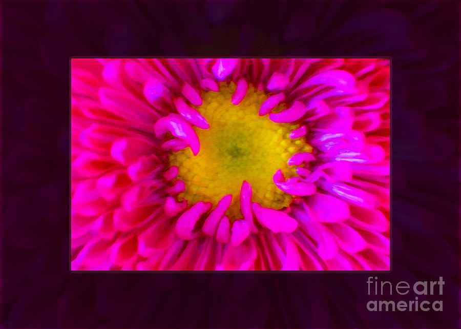 Pink Petals Envelop a Yellow Center An Abstract Flower Painting by Omaste Witkowski